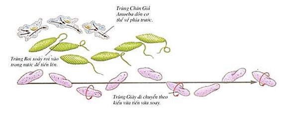 Trắc nghiệm Sinh học Bài 4 (có đáp án): Trùng roi