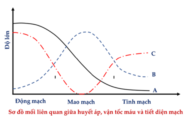 Độ lớn của huyết áp, vận tốc máu và tổng tiết diện hệ (ảnh 1)