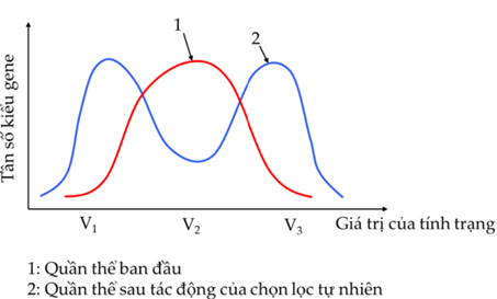 Hình bên mô tả một hình thức chọn lọc tự nhiên tác động (ảnh 1)