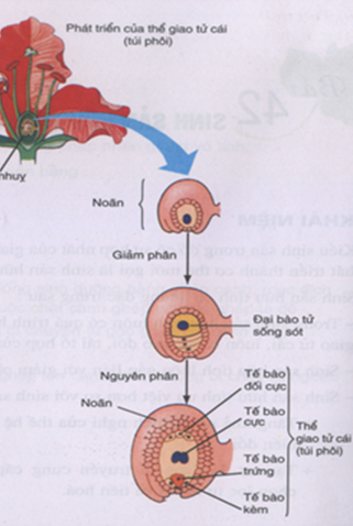 Trắc nghiệm Sinh Bài 42 (có đáp án): Sinh sản hữu tính ở thực vật (phần 1)