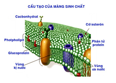 Trắc nghiệm Sinh Học Bài 4 (có đáp án): Cacbohidrat và lipit