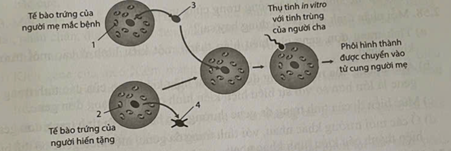 Bài tập tổng ôn Sinh học - Di truyền gene ngoài nhân; mối quan hệ giữa kiểu gene, môi trường và kiểu hình có đáp án - Thumbnail