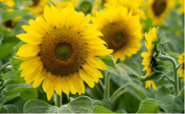 Cây hoa hướng dương mọc lên từ bộ phận nào của cây mẹ? (ảnh 1)