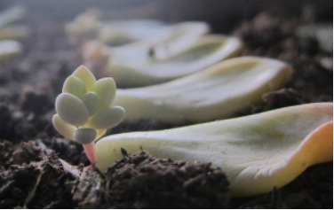 Cây sen đá mọc lên từ bộ phận nào của cây mẹ? (ảnh 1)