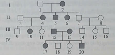 Trong những người thuộc phả hệ trên, có bao nhiêu người chưa thể xác định được chính xác kiểu gene do chưa có đủ thông tin? (ảnh 1)