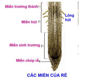 Trắc nghiệm Sinh Học Bài 1 (có đáp án): Sự hấp thụ nước và muối khoáng ở rễ (Phần 2)