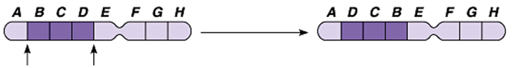 Hình vẽ sau mô tả dạng đột biến cấu trúc nhiễm sắc thể nào?   	A. Lặp đoạn. 	B. Mất đoạn.	C. Chuyển đoạn. 	D. Đảo đoạn.  (ảnh 1)
