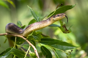 Look and choose.

I can see a ______. (ảnh 1)