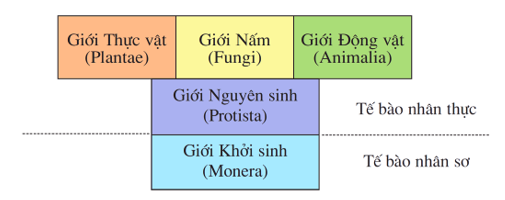 Trắc nghiệm Sinh Học 10 (có đáp án): Kiểm tra học kì I