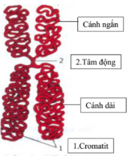 Trắc nghiệm Sinh Bài 8 (có đáp án): Nhiễm sắc thể