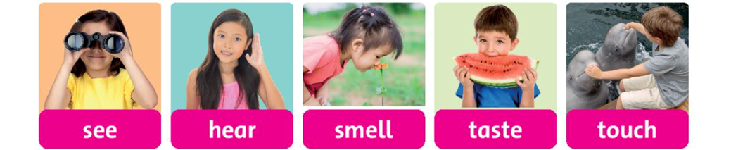 Listen and point. Say (Nghe và chỉ. Nói) sê hear smell taste touch  (ảnh 1)