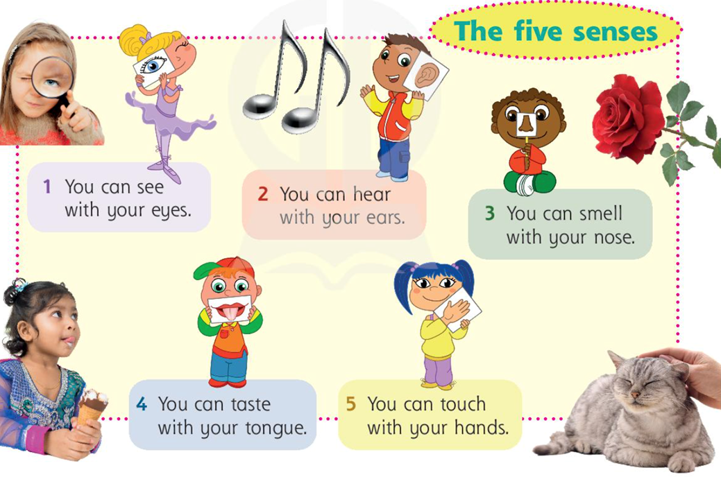 Bài tập Tiếng anh lớp 3 Fluency time 3 Lession 2. CLIL Science có đáp án