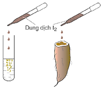 Tiến hành thí nghiệm như hình vẽ: nhỏ vài giọt dung dịch I2 loãng vào ống nghiệm đựng dung dịch hồ tinh bột 2% và mặt cắt củ khoai lang sống. Phát biểu nào sau đây đúng? (ảnh 1)