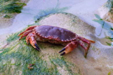 Động vật nào sau đây thụ tinh ngoài? (ảnh 2)