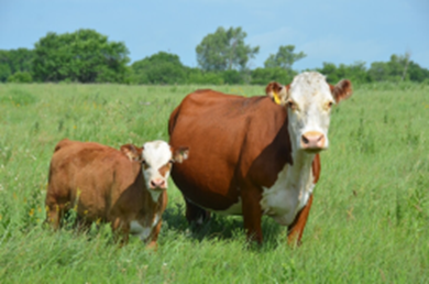 Động vật nào sau đây thụ tinh ngoài? (ảnh 3)