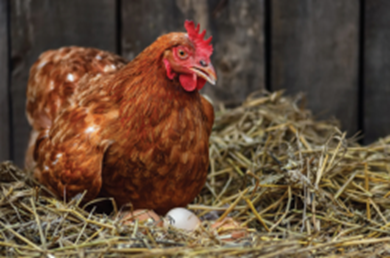 Động vật nào sau đây thụ tinh ngoài? (ảnh 4)