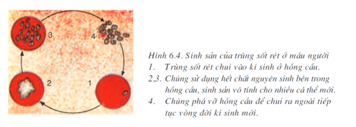 Trắc nghiệm Sinh Học Bài 10: (có đáp án) Đặc điểm chung và vai trò của ngành ruột khoang (phần 2)