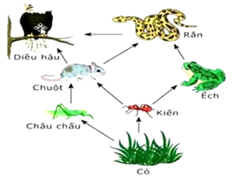 Cho lưới thức ăn trên đồng cỏ đơn giản như hình bên. Hãy cho biết trong các nhận xét  (ảnh 1)