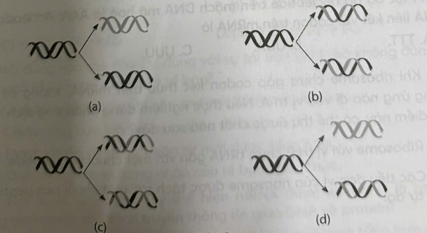 Quá trình tái bản DNA được thực hiện theo nguyên tắc bán bảo toàn. Hình nào trong các hình dưới đây minh họa đúng nguyên tắc này?   	A. Hình (a).	B. Hình (b).	C. Hình (c).	D. Hình (d). (ảnh 1)