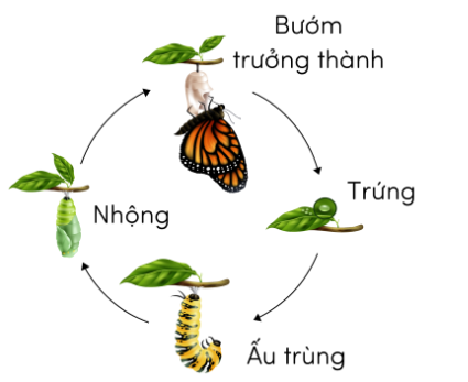 Trắc nghiệm Khoa học lớp 5 Bài 16 có đáp án