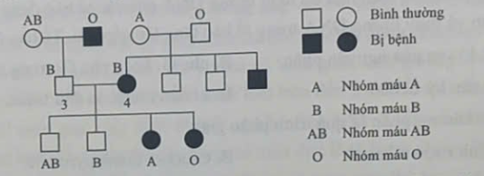 Nếu cá thể 3 và 4 sinh thêm đứa con thứ 5 thì xác suất để đứa con này bị bệnh alkan niệu là bao nhiêu?  (ảnh 1)