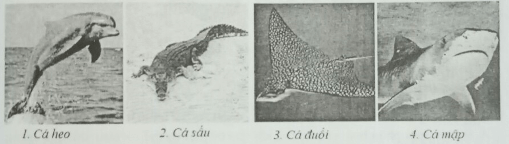Đề kiểm tra Sinh học 7 có đáp án
