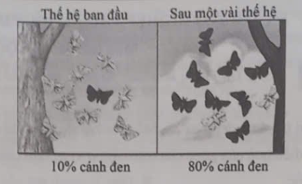 Hãy viết liền các số tương ứng với bốn sự kiện theo trình tự của quá trình hình thành loài mới. (ảnh 1)