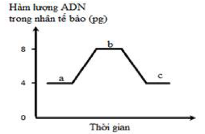 Đồ thị bên mô tả sự biến động hàm lượng DNA của nhân trong một tế bào qua các giai đoạn của quá trình phân bào. Mỗi phát biểu sau đây là đúng hay sai? (ảnh 1)