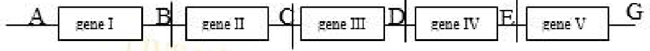 Giả sử một đoạn nhiễm sắc thể có 5 gene I, II, III, IV, V được phân bố ở 5 vị trí. Các điểm A, B, C, D, E, G là các điểm trên nhiễm sắc thể và mỗi gene quy định tổng hợp 1 loại chuỗi polypeptide. Theo lí thuyết, các phát biểu sau đây đúng hay sai?   a) Nếu đảo đoạn AE thì khả năng hoạt động của gene II, III, IV có thể bị thay đổi. b) Nếu chiều dài của các gene là bằng nhau thì khi các gene phiên mã, số lượng nucleotide môi trường cung cấp cho các gene là như nhau. c) Nếu bị mất một cặp nucleotide ở vị trí A thì cấu trúc của các gene không bị thay đổi. d) Nếu xảy ra đột biến thêm một cặp nucleotide ở vị trí thứ 23 tính từ mã mở đầu của gene II thì sẽ làm thay đổi cấu trúc của các gene II, III, IV và V. (ảnh 1)