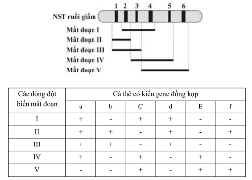 Hình bên mô tả một đoạn NST từ tế bào tuyến nước bọt của ấu trùng ruồi giấm có 6 băng (kí kiệu từ 1 đến 6) tương ứng với 6 locus gene khác nhau chưa biết trật tự trên NST (kí hiệu từ A đến F). Các nhà nghiên cứu đã phân lập được 5 thể dị hợp tử về đột biến mất đoạn NST (từ I đến V) xuất phát từ một dòng ruồi giấm mang kiểu gene đồng hợp kiểu dại ở tất cả 6 locus gene (hình vẽ). Khi tiến hành lai giữa mỗi thể đột biến mất đoạn (từ I đến V) với cùng một dòng ruồi giấm đồng hợp về các đột biến lặn tại cả 6 locus gene (kí hiệu từ a đến f) thu được kết quả ở bảng dưới đây.     Theo lí thuyết, mỗi phát biểu sau đây đúng hay sai? a) Trình tự các locus gene là C – E – F – B – D – A. b) Nếu khoảng cách giữa gene A và gene E là 40cM thì khoảng cách giữa gene A và gene C sẽ bé hơn 40cM. c) Cho lai giữa dòng ruồi giấm đột biến II và dòng IV thì sẽ thu được đời con có 100% bình thường. d) Cho lai giữa dòng ruồi giấm đột biến I và dòng III thì sẽ thu được đời con có 100% đột biến. (ảnh 1)