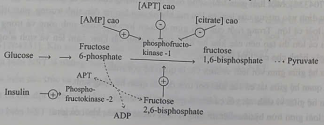 Hãy viết liền các số tương ứng trình tự bốn sự kiện liên tiếp nhau để giải thích cơ chế giảm béo của loại thuốc này. (ảnh 1)