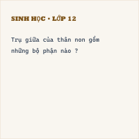 Trắc nghiệm Sinh Học Bài 15: Cấu tạo trong của thân non
