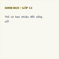Trắc nghiệm Sinh học Bài 47 (có đáp án): Cấu tạo trong của thỏ
