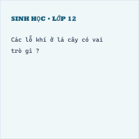 Trắc nghiệm Sinh Học Bài 20: Cấu tạo trong của phiến lá