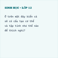Trắc nghiệm Sinh Học Bài 34: (có đáp án) Đa dạng và đặc điểm chung của lớp cá (phần 2)