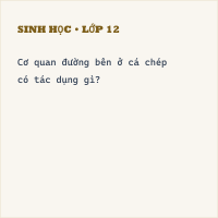 Trắc nghiệm Sinh Học Bài 33: (có đáp án) Cấu tạo trong của cá chép (phần 2) - Thumbnail