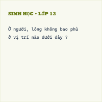Trắc nghiệm Sinh học Bài 41: Cấu tạo và chức năng của da có đáp án