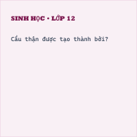 Trắc nghiệm Sinh Học Bài 38: (có đáp án) Bài tiết và cấu tạo hệ bài tiết nước tiểu (Phần 2)