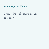 Trắc nghiệm Sinh Học Bài 45: (có đáp án) Dây thần kinh tủy (Phần 2)