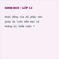 Trắc nghiệm Sinh Học Bài 41: (có đáp án) Cấu tạo và chức năng của da (Phần 2)