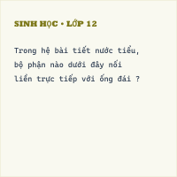 Đề kiểm tra 15 phút Sinh học 8 Học kì 2 có đáp án (Trắc nghiệm 3)