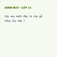 Trắc nghiệm Sinh Bài 3 (có đáp án): Đặc điểm chung của thực vật