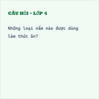 Đề thi giữa kì 2 môn Khoa học lớp 4 có đáp án (Đề 2)